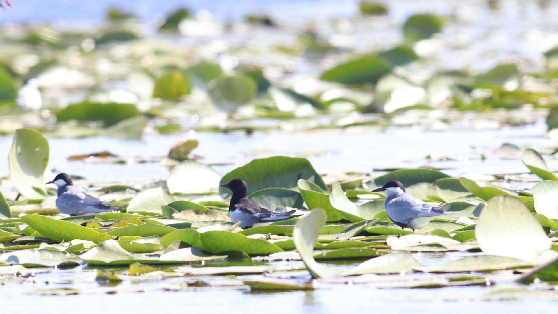 vizes_Molnár Nárton_1920.jpg